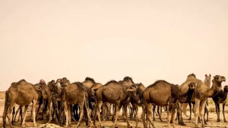 Can You Find The Llama Among These Camels In This Optical Illusion?