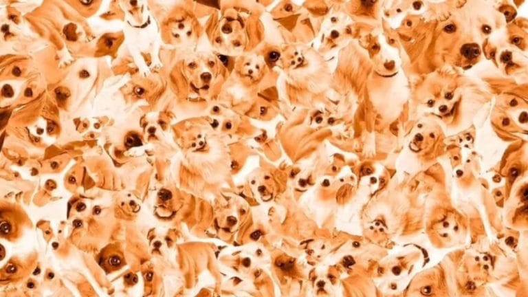 Optical Illusion Find And Seek: Only Hawk Eyes Can Spot The Hidden Puppy Among The Dogs In 20 Secs