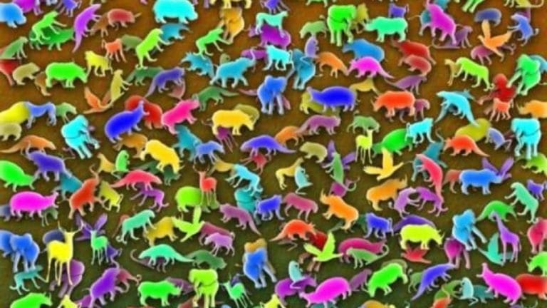 Optical Illusion for IQ Test: Can you find the Giraffe Hidden among Animals in 10 Secs?